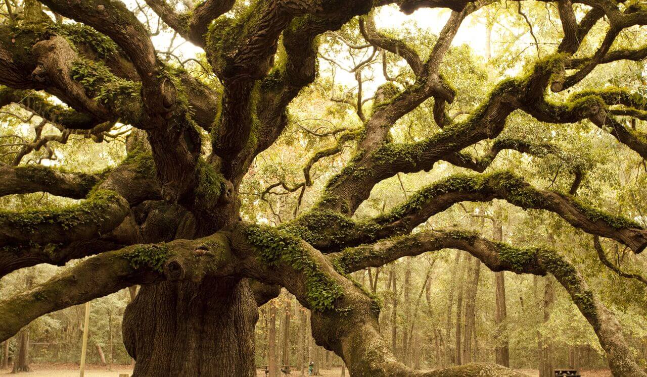 Didgeridoo Cellular Energy: Shamanic Healing For Sleep