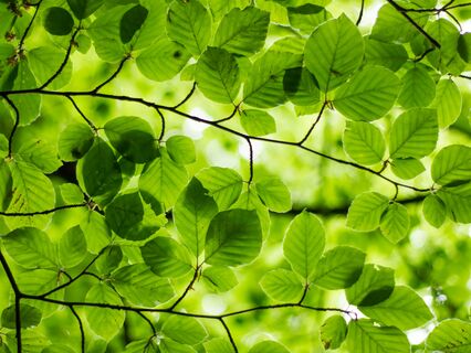 Channeling Reiki For Releasing Trauma Stored In Your Heart Chakra - by Asela Rosmarin