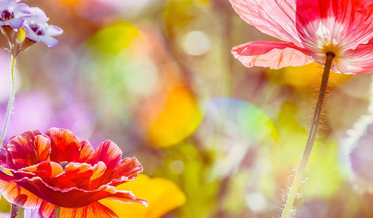 Sleep Affirmations: Emotional Healing And Forgiveness