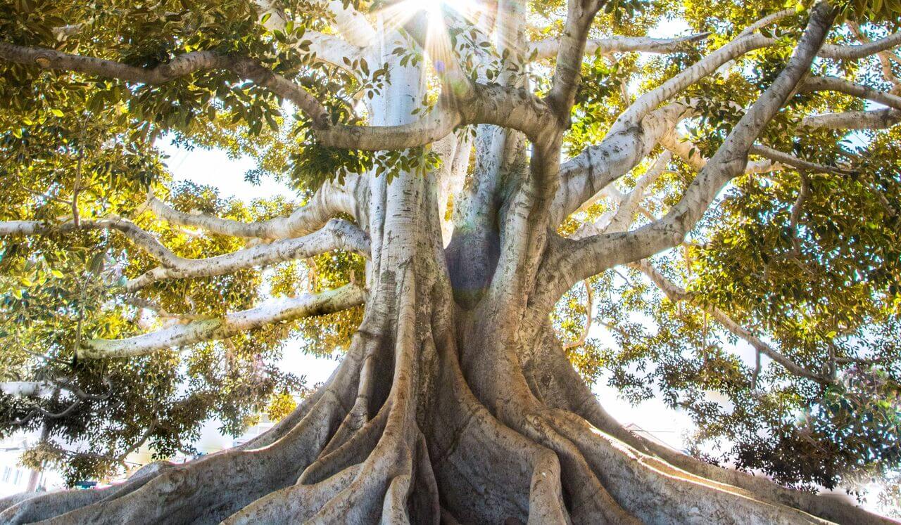 Quick Grounding Meditation