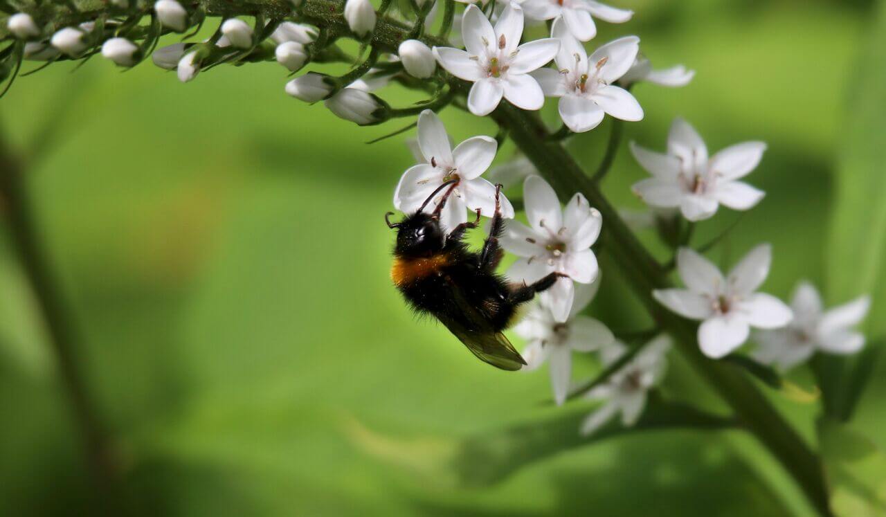 Cho Ku Rei Energy (Earth Ki) - Level 2 Reiki