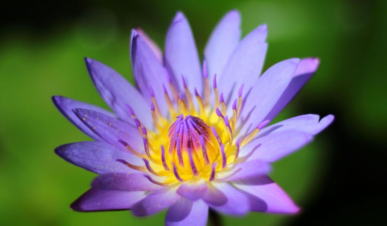 Una Pausa, Simplemente Ser