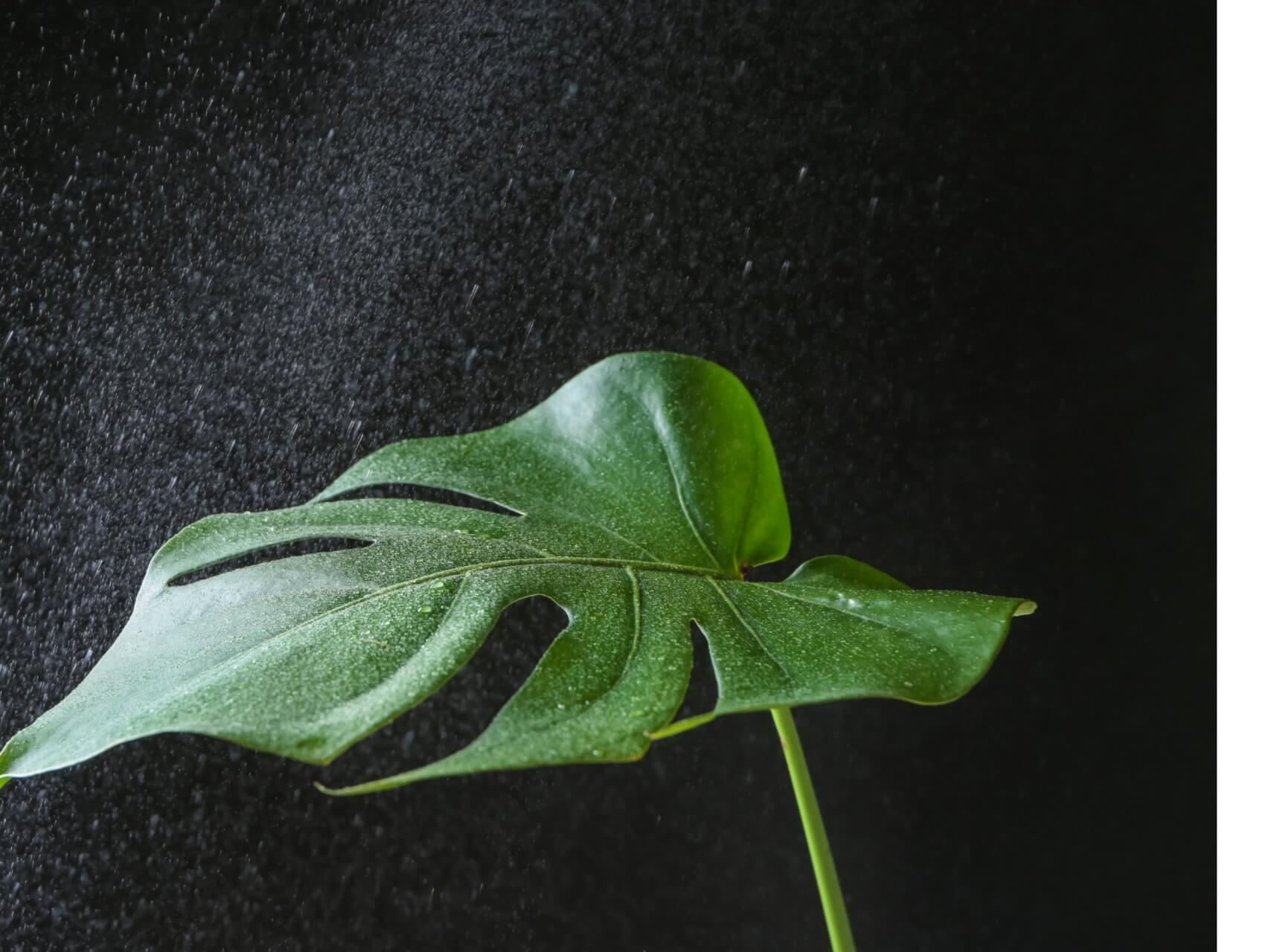 Morning Yoga Nidra For Energy + Focus