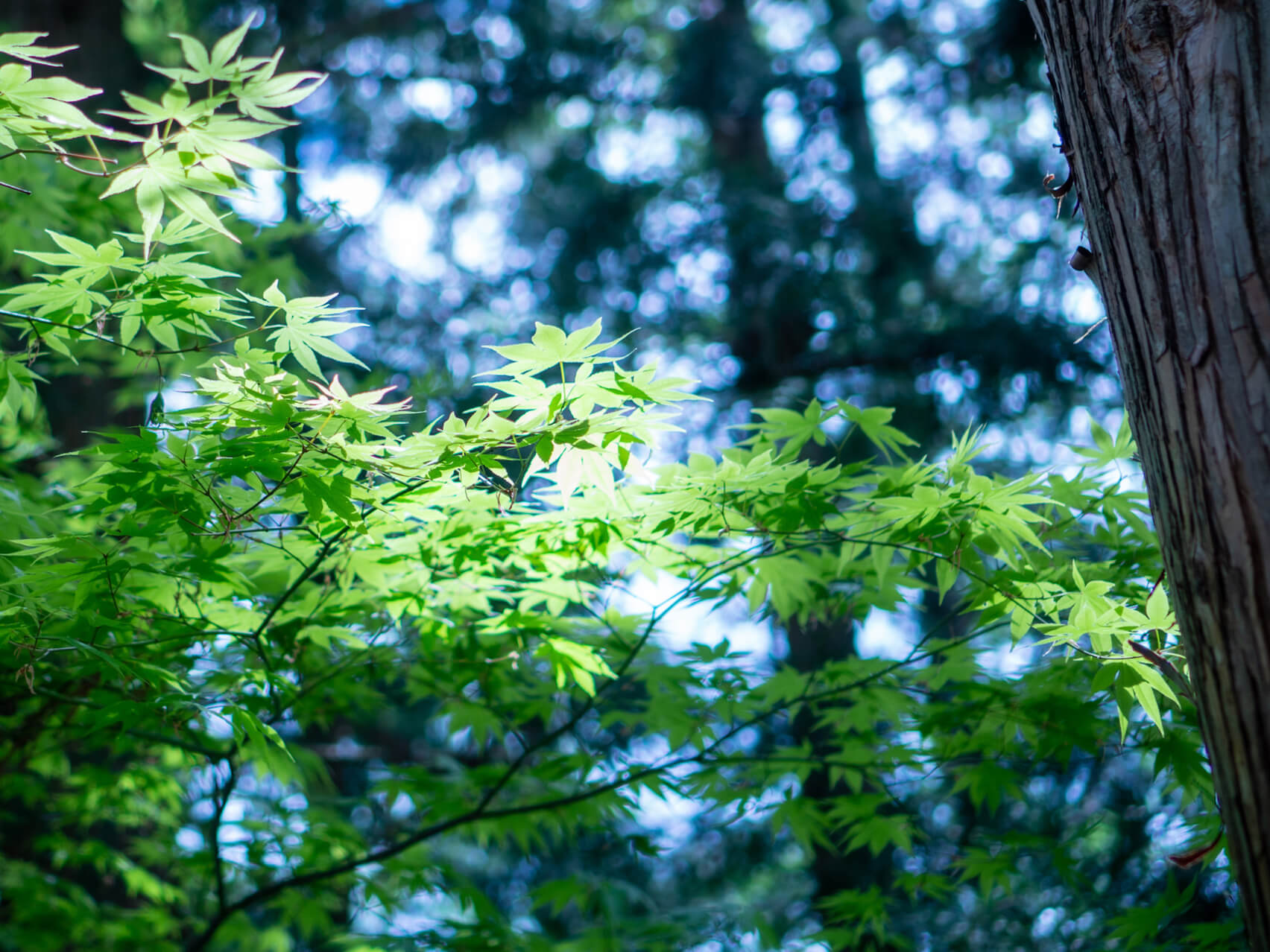 Calm Cello - May You Find Serenity