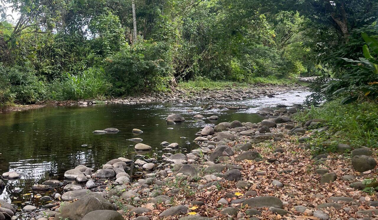 Nature Sounds On A Costa Rica River