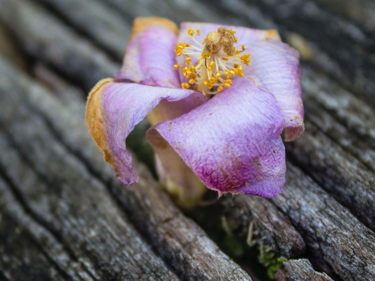 Pulverizar la Ansiedad