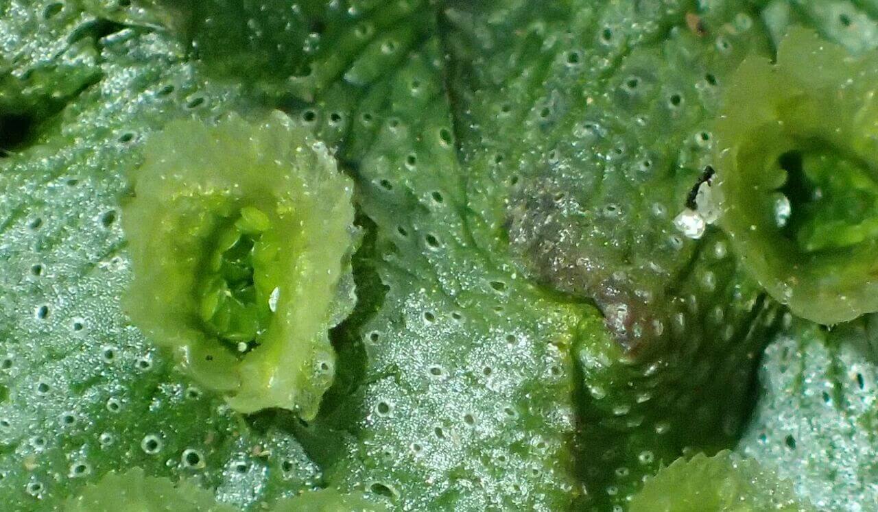 IFS Meditation: Making Space For Protectors