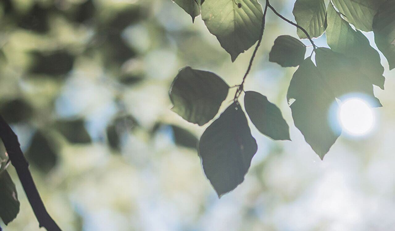 Mindful Moment: A Place To Pause