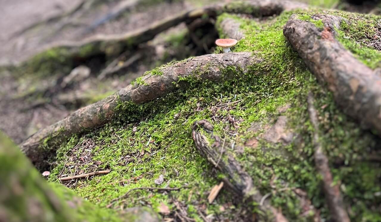 Scan corporel "Pimpé"