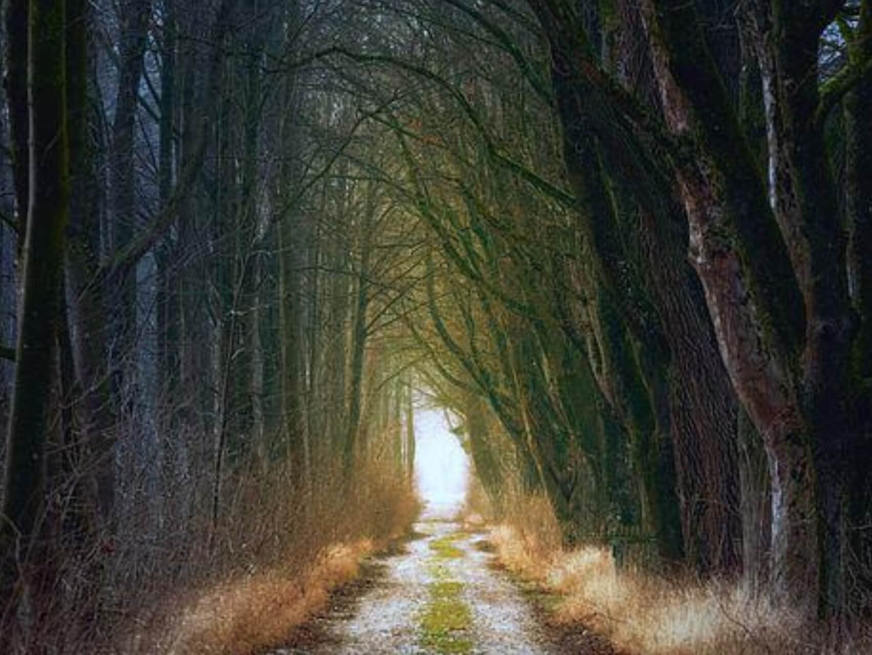 Cuento de la Serpiente y la Luciérnaga