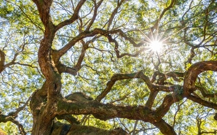 Autumn Rest: Inner Refuge Practice for Relaxation