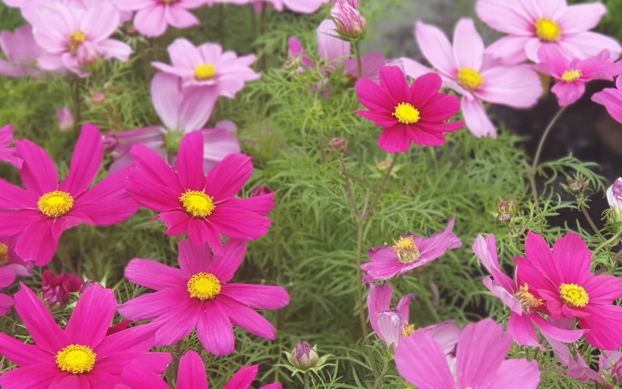 Meer Flow Zonder Controledrang