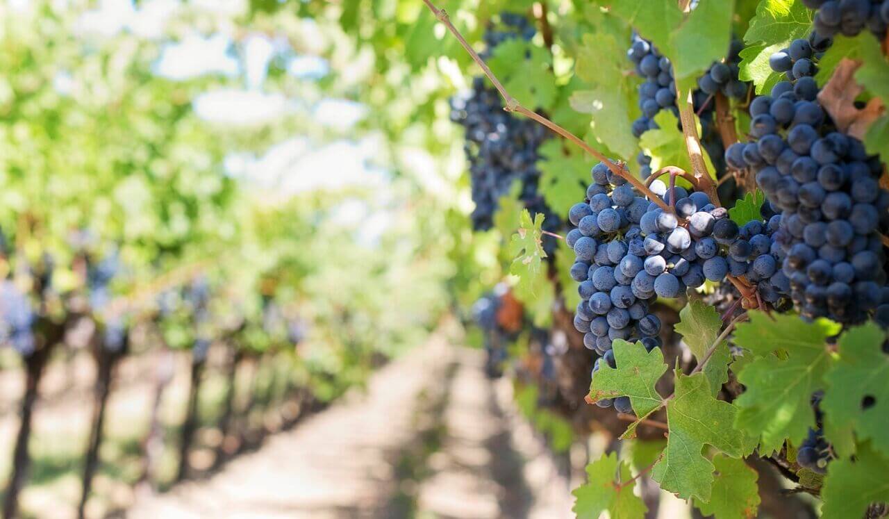 Visualizzazione Luna Piena di Settembre (Della Vendemmia)