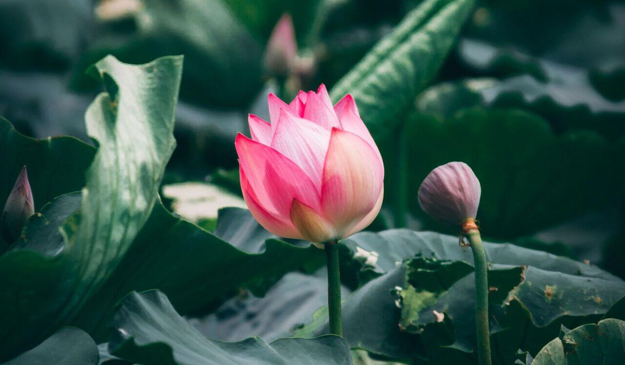 Korte Metta Meditatie