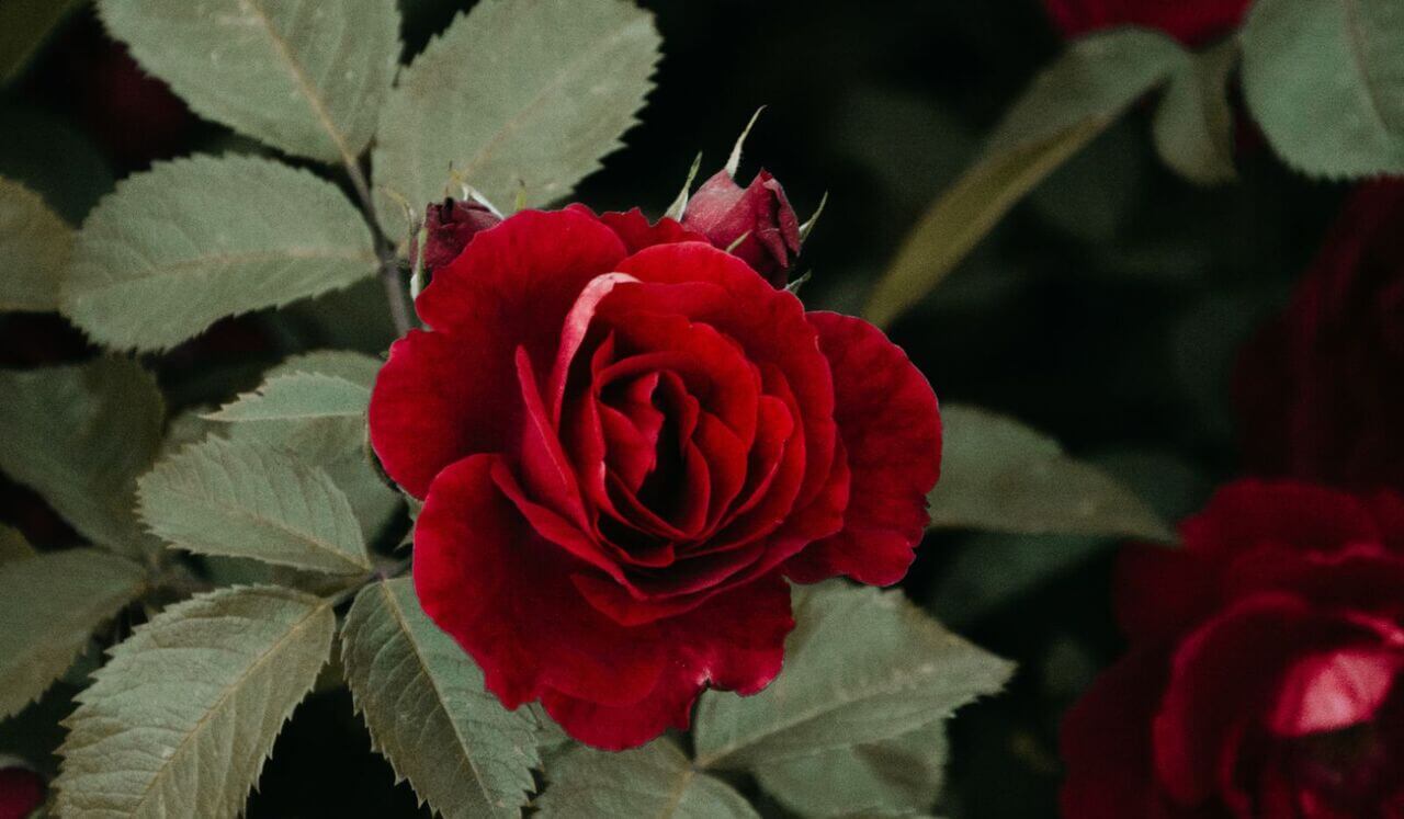 Night’s Gentle Embrace – A lullaby For The soul