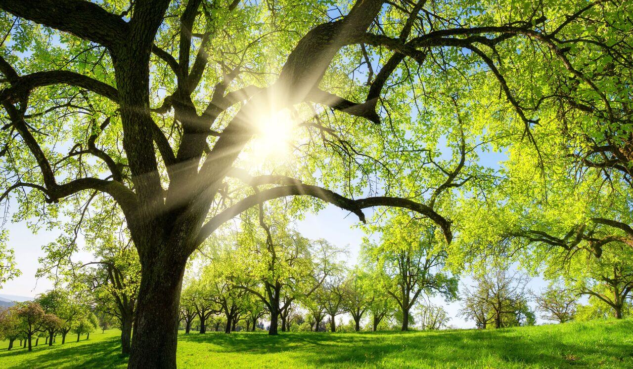 Sleep Journey: The Dreamy Forest Pathway