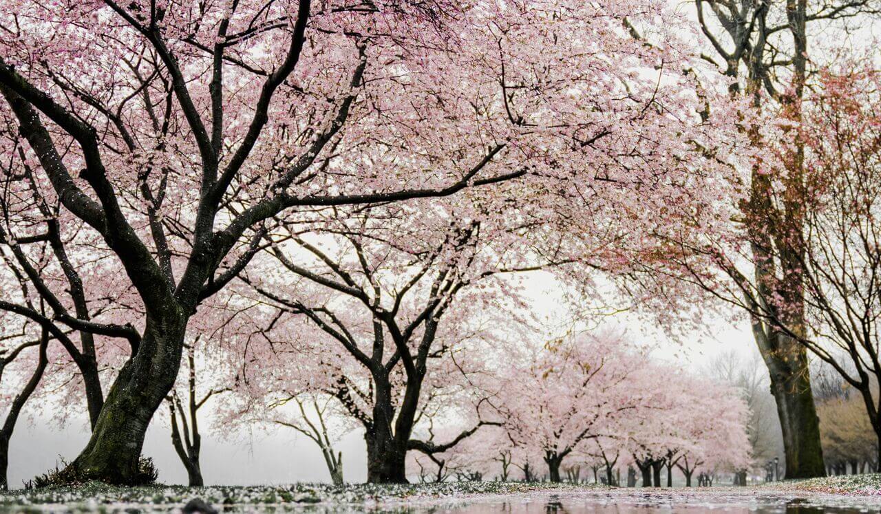 Reiki Level 1: Awakening Your Healing Energy