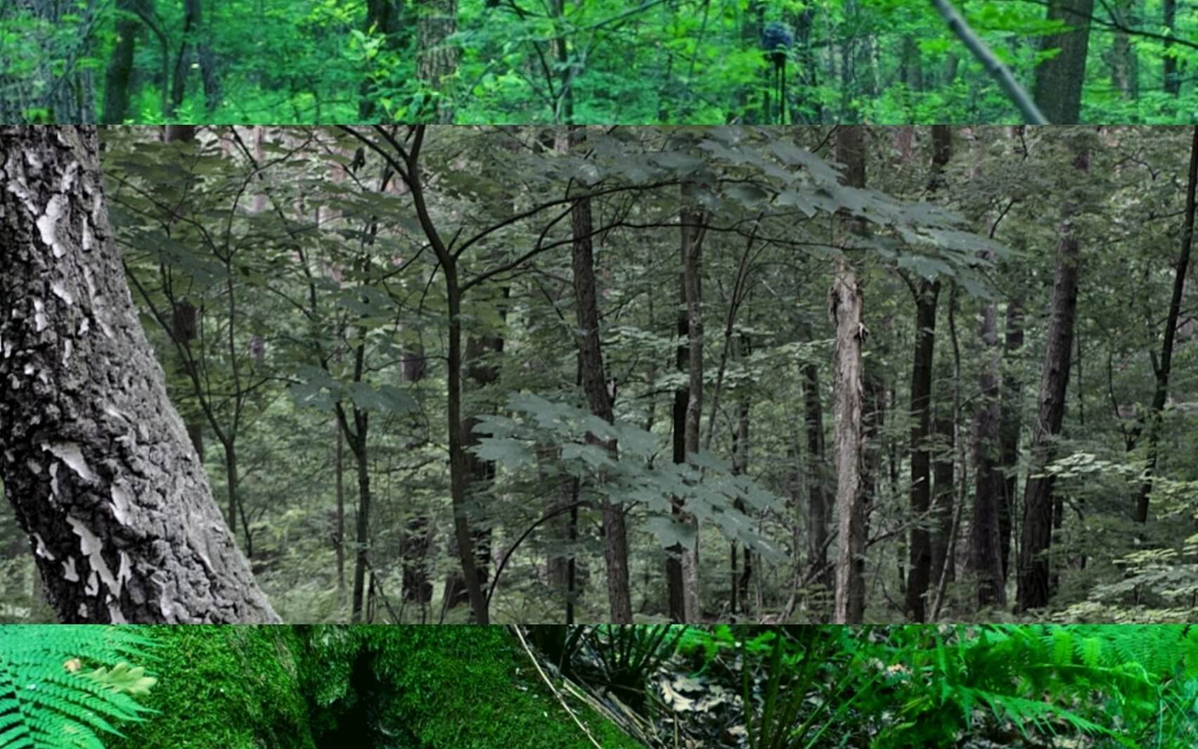 Natura Sonorum – Forest Before The Rain