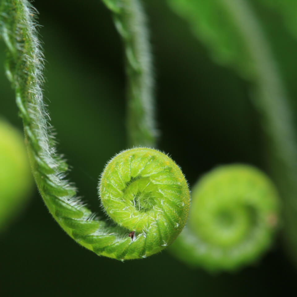 Full iRest Yoga Nidra Practice