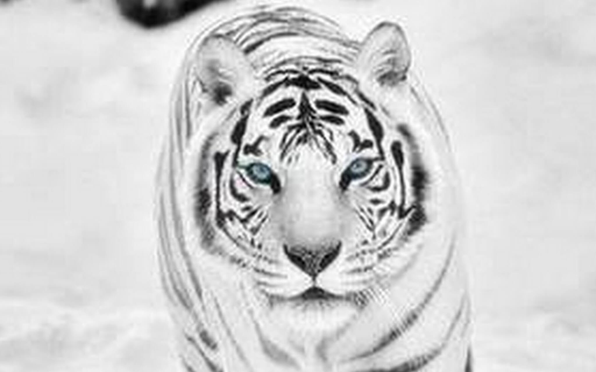 Heidi Cherry & Vaya - Rainbow Land Mystery