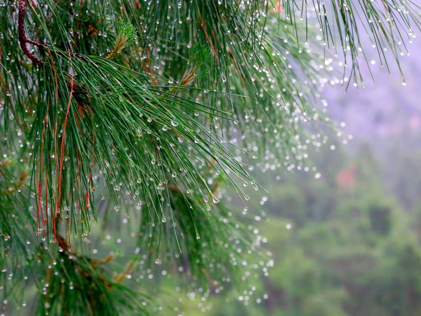 Native American Flute With Rain Sounds (432 Hz)