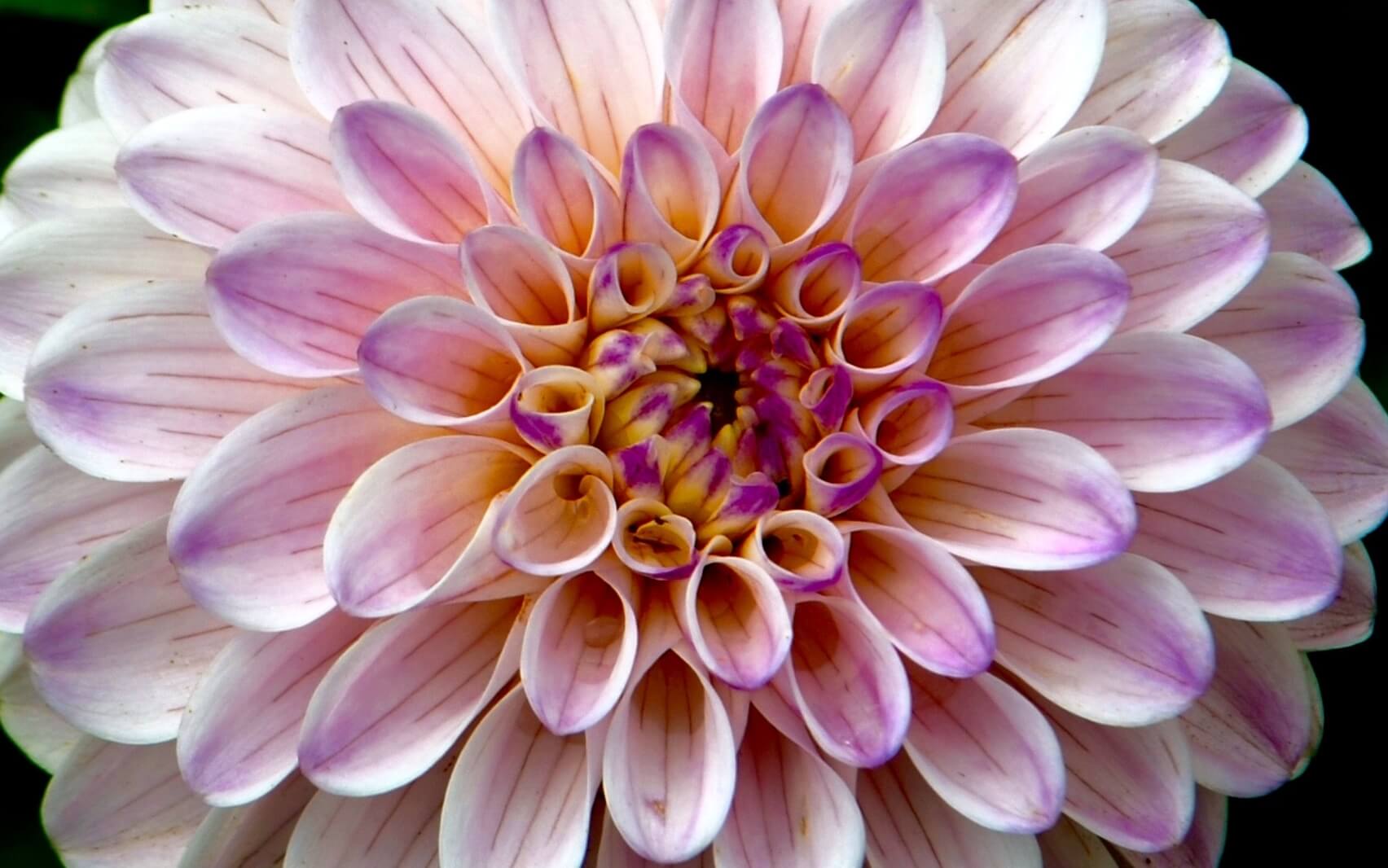 Espacio de Respiración en 3 Pasos (MBCT)