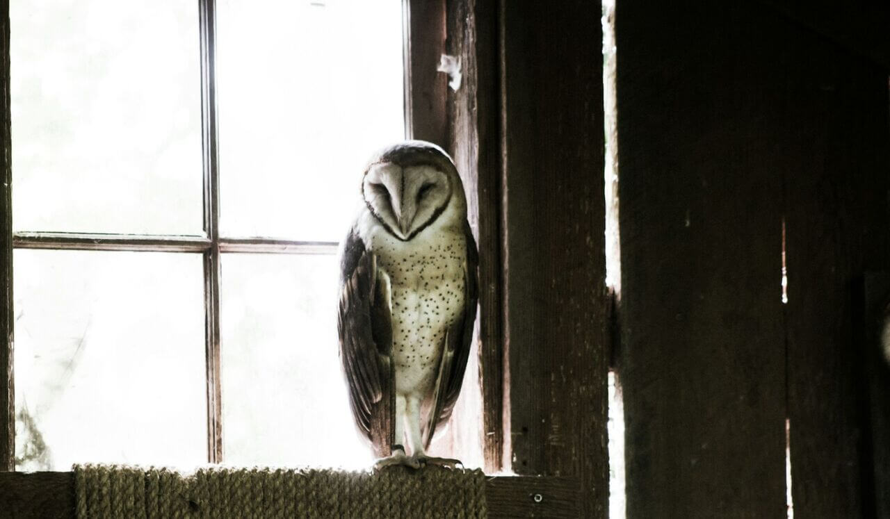 Connecting With Wise Mind