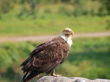 Learn How To Communicate With Your Animal Spirit Guides - by Cindy Crowe