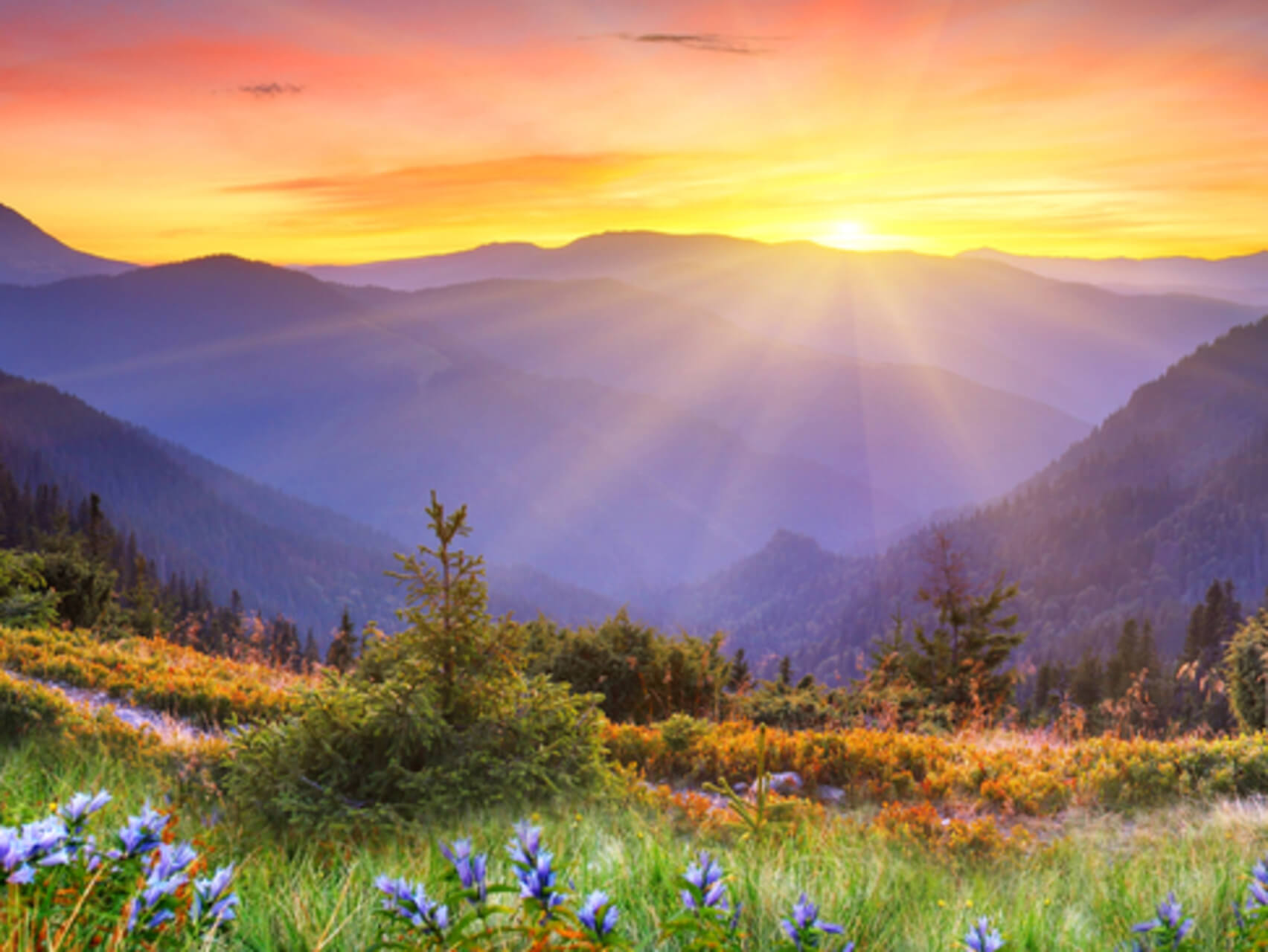 Flashback And Intrusive Memory Protocol