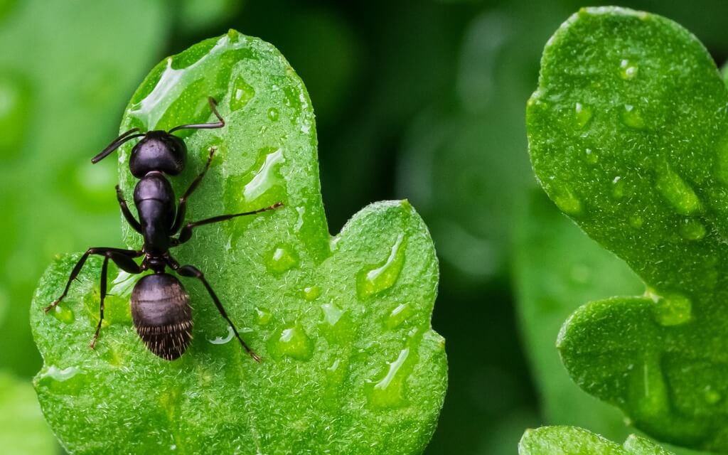 Auspicious Journey With Ant Spirit | Sagittarius Way & Renee, Insight Timer Auspicious Journey With Ant Spirit | Sagittarius Way & Renee, Insight Timer