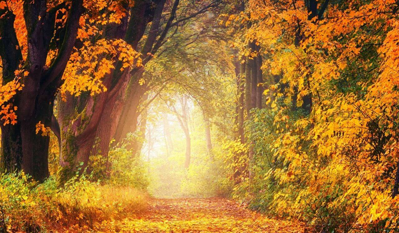 Portal Of Transformation