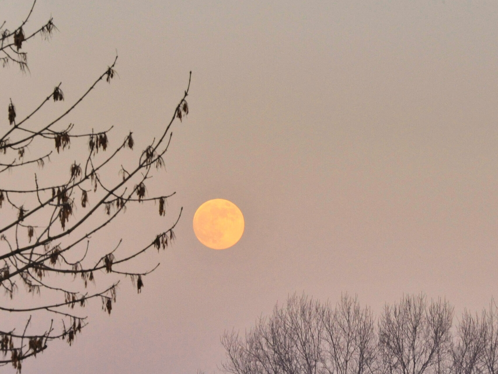 Visualizzazione Luna Piena Di Novembre (Della Neve)
