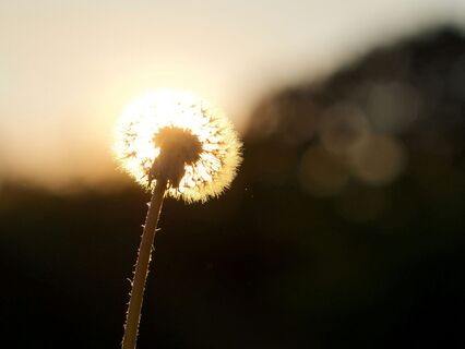 Embodied Intention Meditation