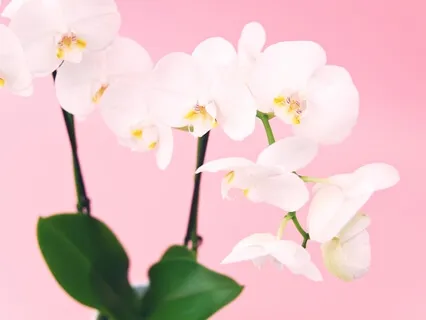 {RE}Connecting Practice