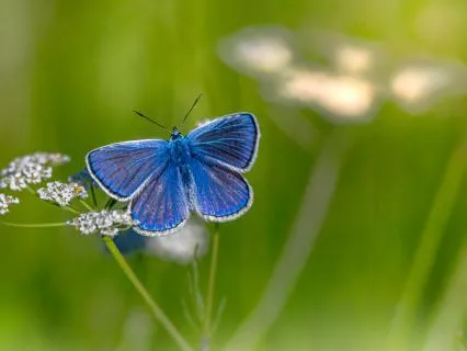 Благодарность: Дыхательная Практика Для Сердца (20 Минут)