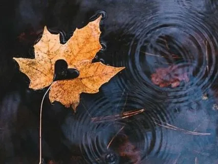 Листья в потоке — медитация отпускания тревог