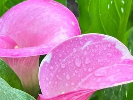 Любящая доброта