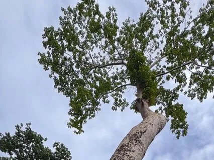 Медитация Осознанного дыхания