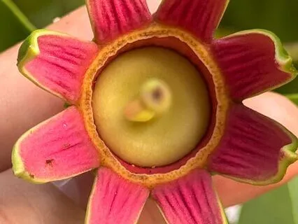 Медитация от головной боли и мигрени