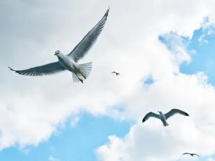 Медитация полета. Позволь себе парить