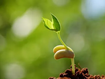 Медитация радости: Элетерия возвращения в детство