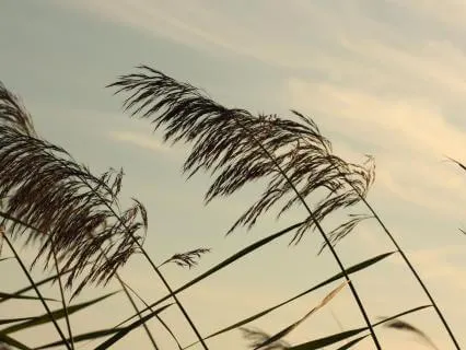 Мощь Ветра: Медитативное Путешествие