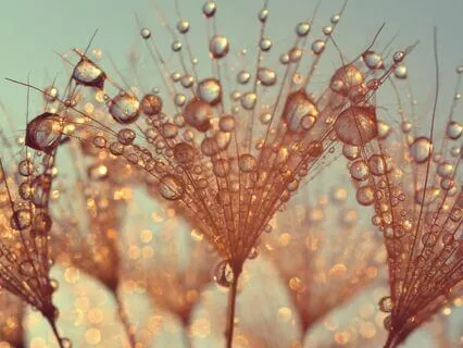 Освобождение