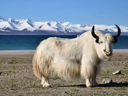 О божественной природе человека. Ченнелинг. Дворец Потала