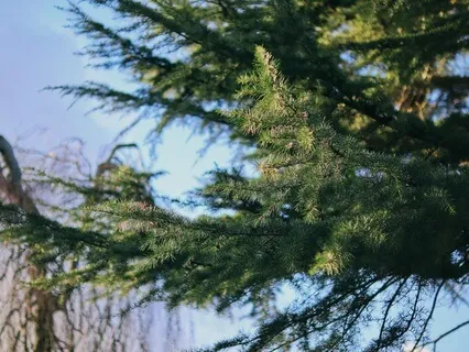 Прибежище В Будде, Дхарме и Сангхе