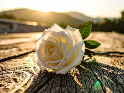 Путь Гармонии