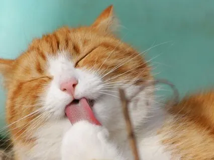 Точка фокуса до конца года