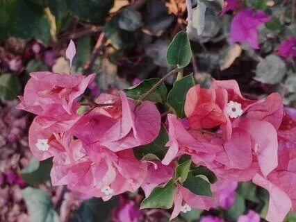 נוכחות פשוטה בעולם - מטא