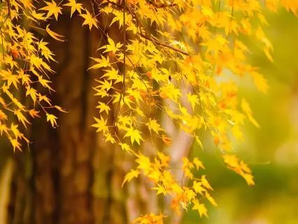 七天肯定语冥想（介绍）：播下7粒种子 带内心找回平静