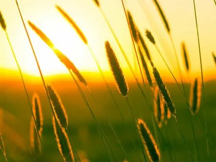 忙しい私たちのためのメディテーションガイド「8分パワーナップ」